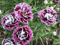 Velvet \'n Lace (Dianthus)