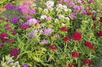 Volcano Mix (Dianthus)