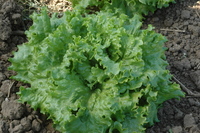 Waldmann's Dark Green (Lettuce)