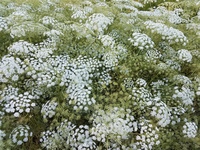 White Dill (Ammi)