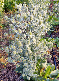 White Glitter (Eryngium)