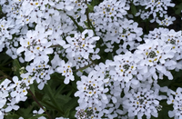 White Candytuft (Iberis/Candytuft)