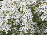 White Pinnacle (Iberis/Candytuft)