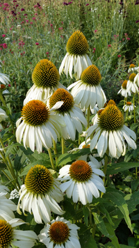 White Swan (Echinacea)