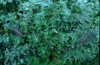 Wild Garden Kale Mix (Kale: Ruso-Siberian)