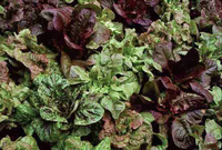 Wild Garden Lettuce Mix (Lettuce)