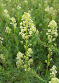 Wild Mignonette (Mignonette)