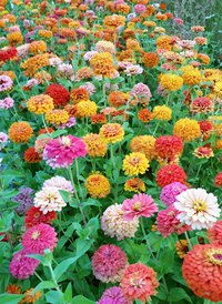 Wild Garden Zinnia Mix