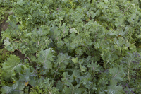 Wild Red (Kale: Ruso-Siberian)