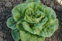 Winter Density (Lettuce)