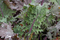 Winter Red (Kale: Ruso-Siberian)