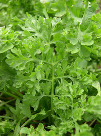 Wrinkled Crinkled Crumpled (Cress, Garden)