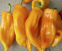 Yella Bella (Peppers)