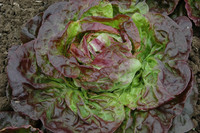 Yugoslavian Red (Lettuce)
