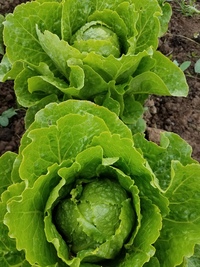 Zeb Romaine (Lettuce)